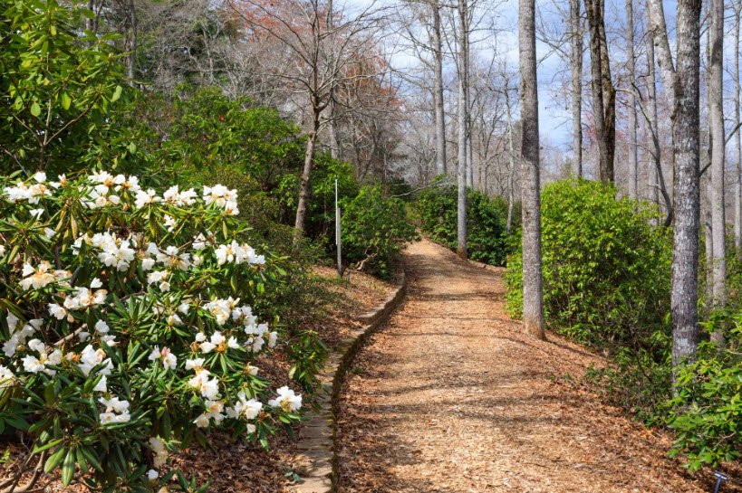Fred Hamilton Rhododendron Garden, United States